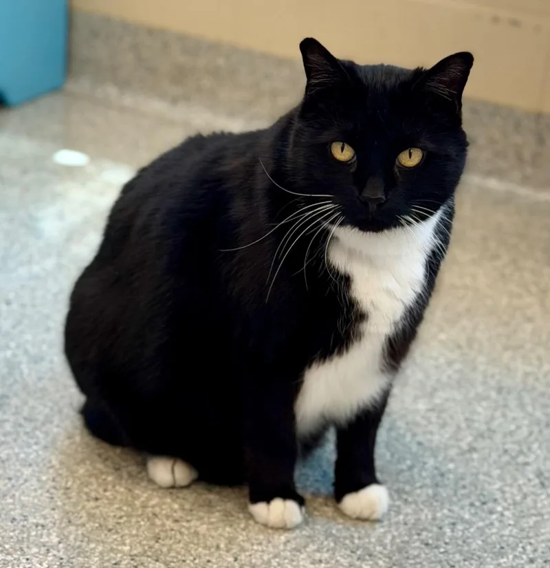 A senior medium-sized male Domestic Short Hair cat named Wynn for adoption in Columbia, IL