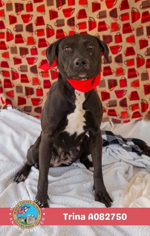 An adult medium-sized female Black Mouth Cur dog named Trina for adoption in Mobile, AL