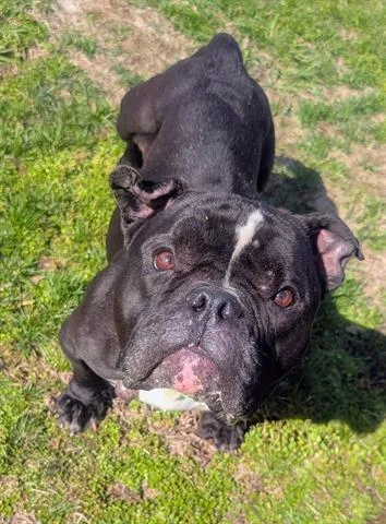 An adult medium-sized female American Bulldog dog named Rose for adoption in Akron, OH