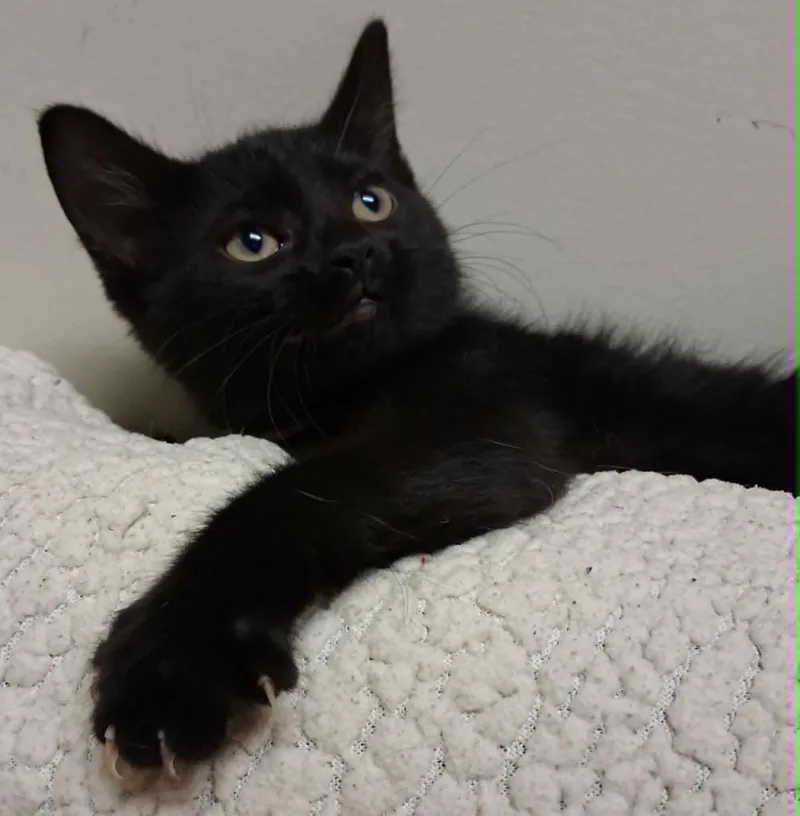 A baby small-sized female Domestic Medium Hair cat named Whoopi for adoption in Fremont, OH
