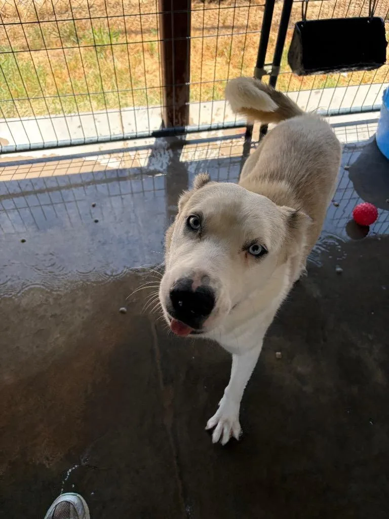 A young large-sized male Husky dog named Olaf for adoption in Big Spring, TX