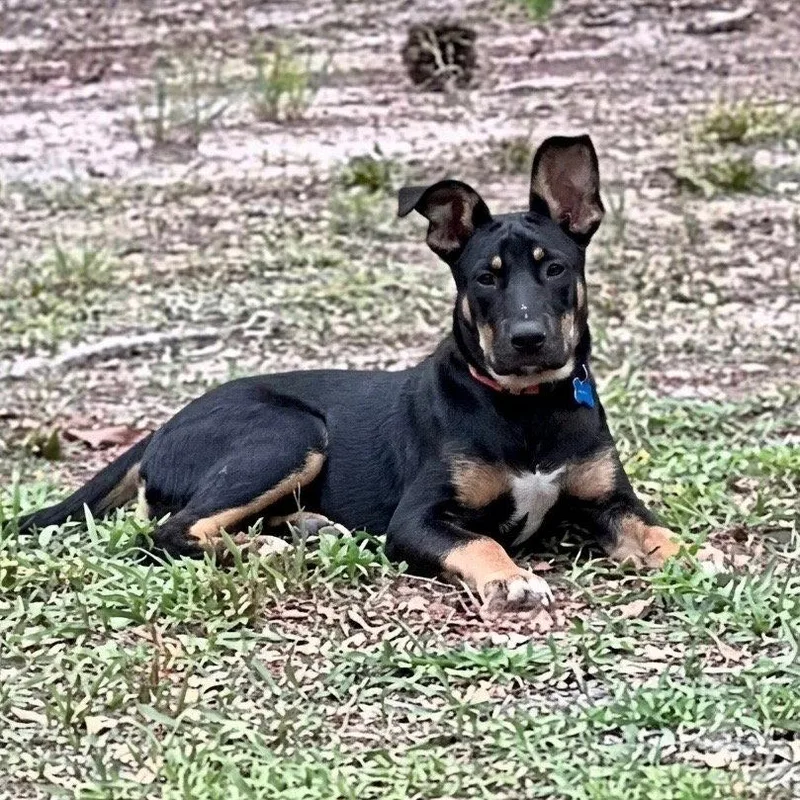 A young large-sized male Shepherd dog named Zeus for adoption in Bloomfield, CT