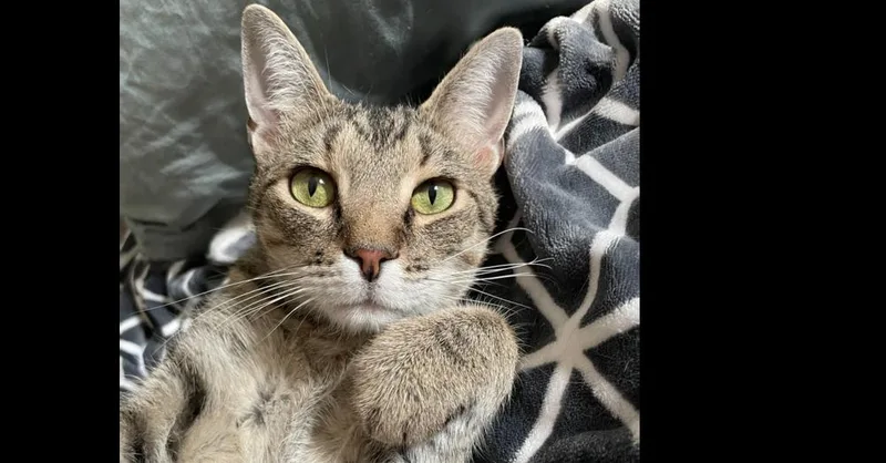 Simbalou thumbnail 2