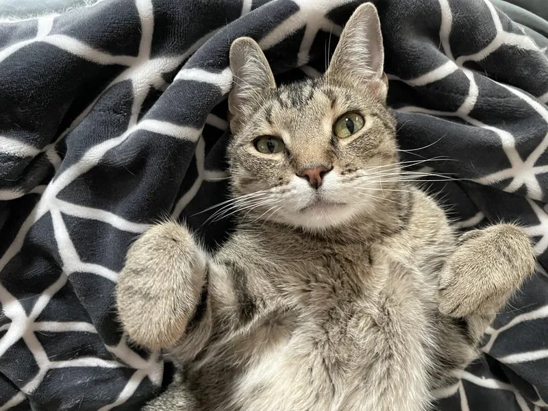 Simbalou thumbnail 3