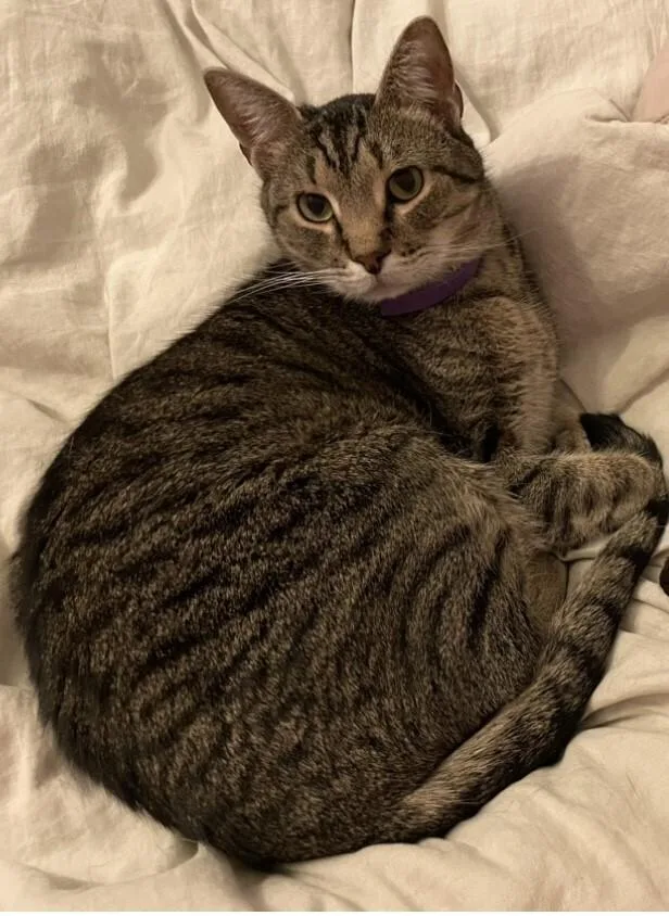 Simbalou thumbnail 4