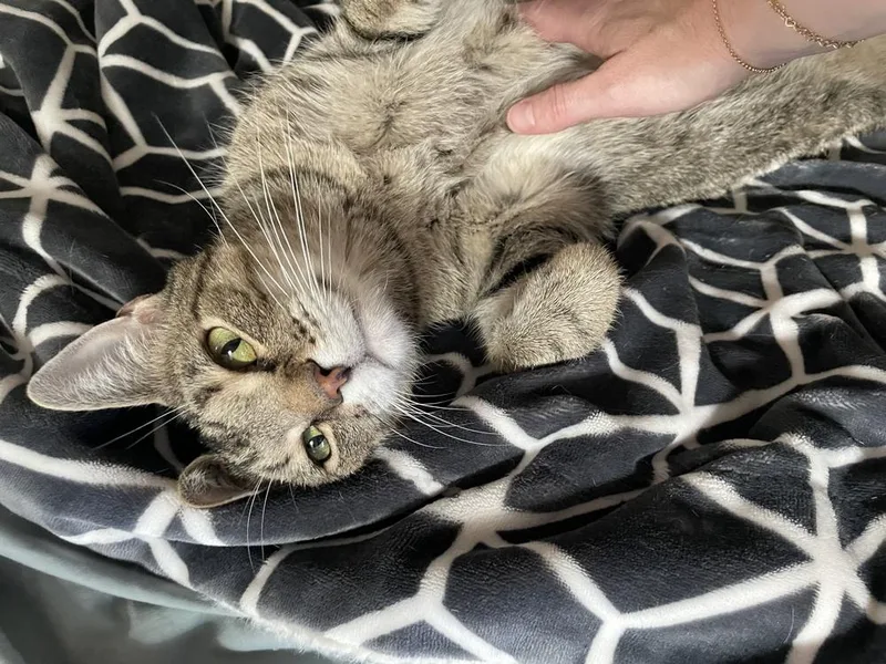 Simbalou thumbnail 5