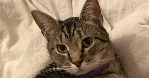 Simbalou thumbnail 6