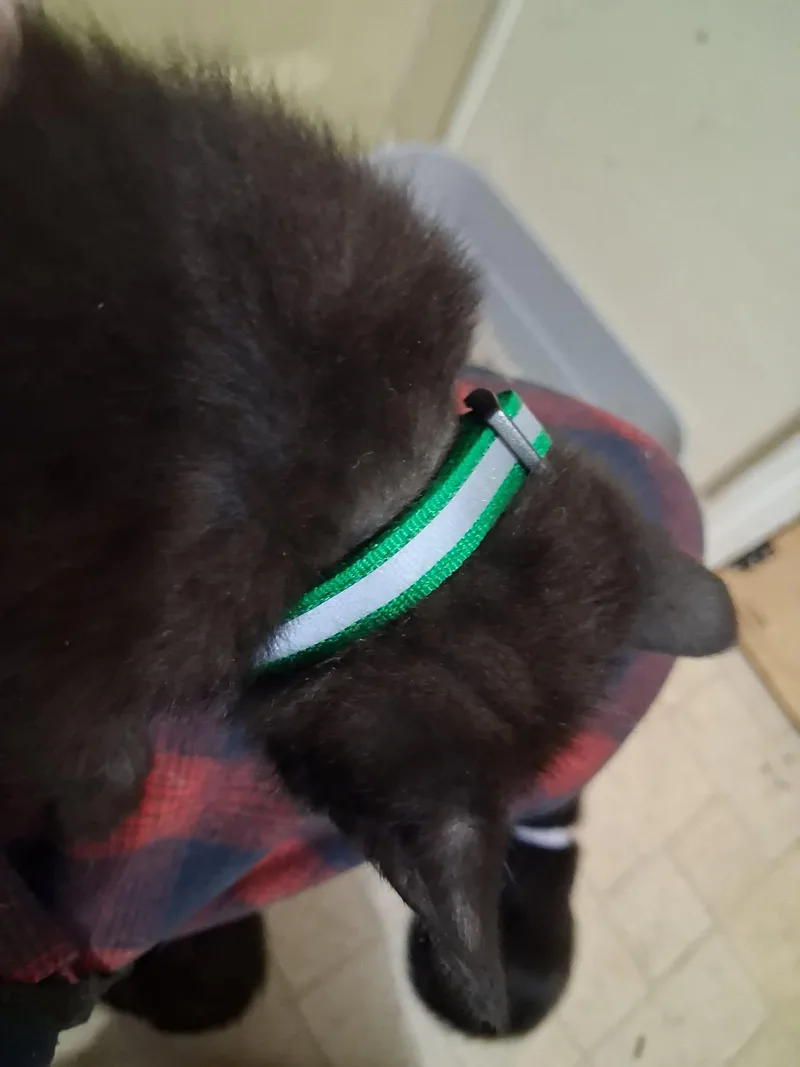 A baby medium-sized male Black Domestic Short Hair cat named Maximilian for adoption in Omaha, NE