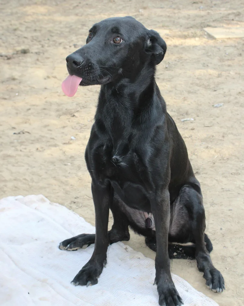 Magic Man thumbnail 3