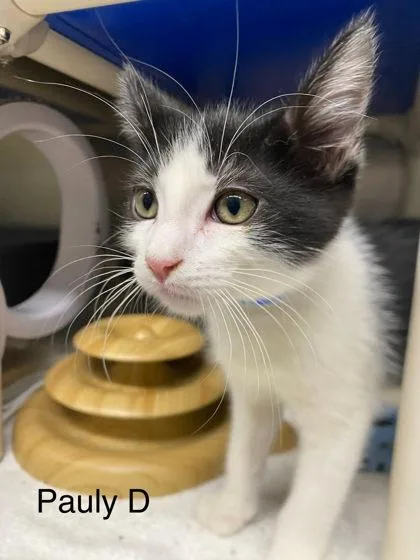 A baby small-sized male Domestic Short Hair cat named Pauly D for adoption in Hobart, IN