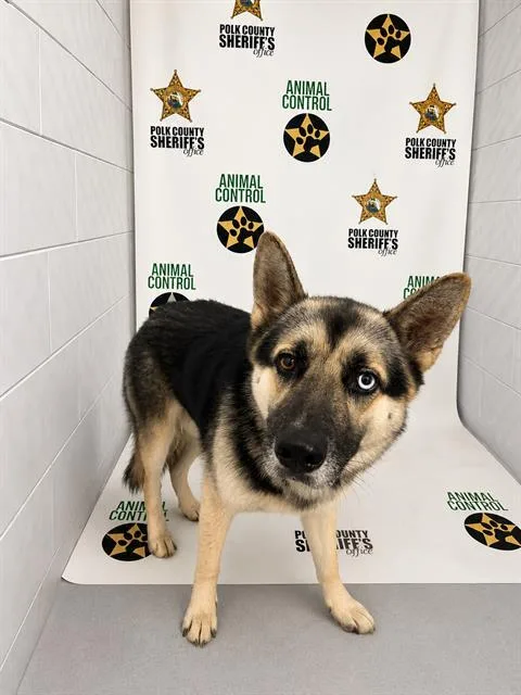 An adult large-sized male German Shepherd Dog dog named Duke for adoption in Winter Haven, FL