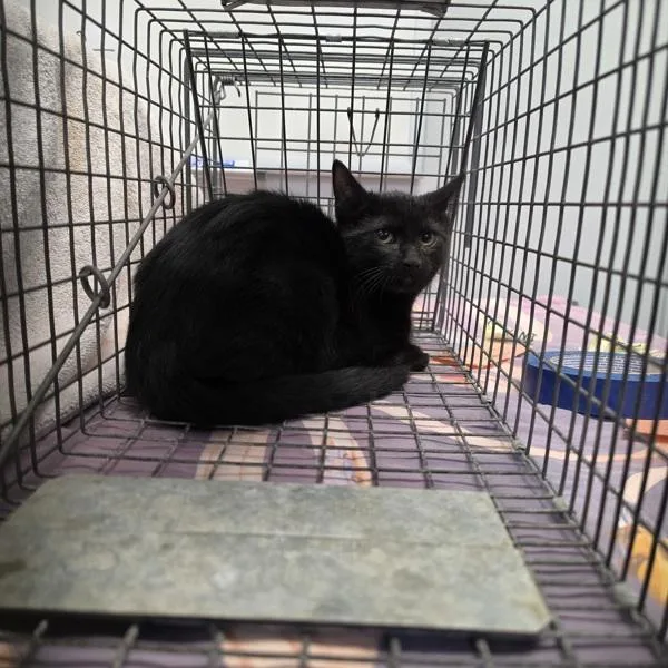 A baby small-sized female Domestic Short Hair cat named Indy for adoption in Des Moines, IA