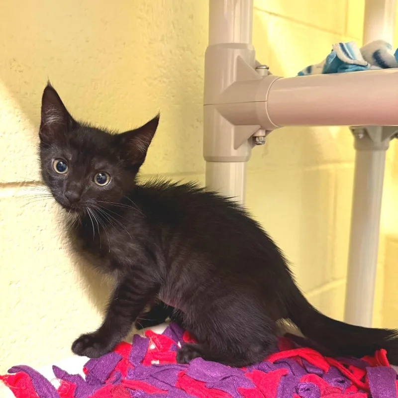 A baby small-sized female Black Domestic Short Hair cat named Betsy for adoption in Naples, FL