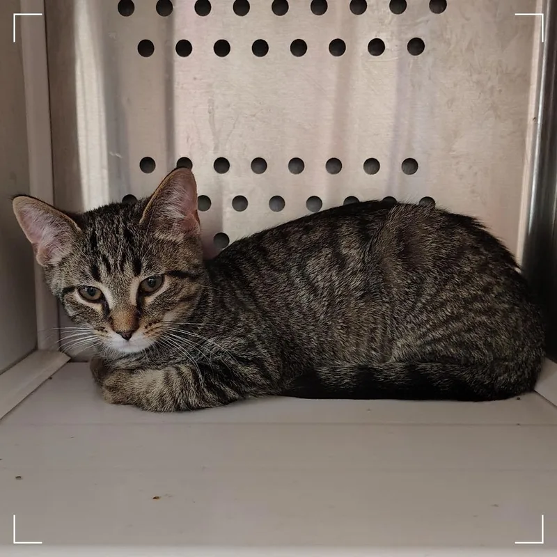 A baby small-sized male Domestic Short Hair cat named Weeping Willow for adoption in Dearborn, MI