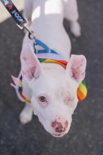 An adult medium-sized female Mixed Breed dog named Mira for adoption in West Chester, PA
