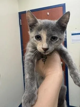 A baby medium-sized female Dilute Tortoiseshell Domestic Short Hair cat named Tulip for adoption in Charleston, SC