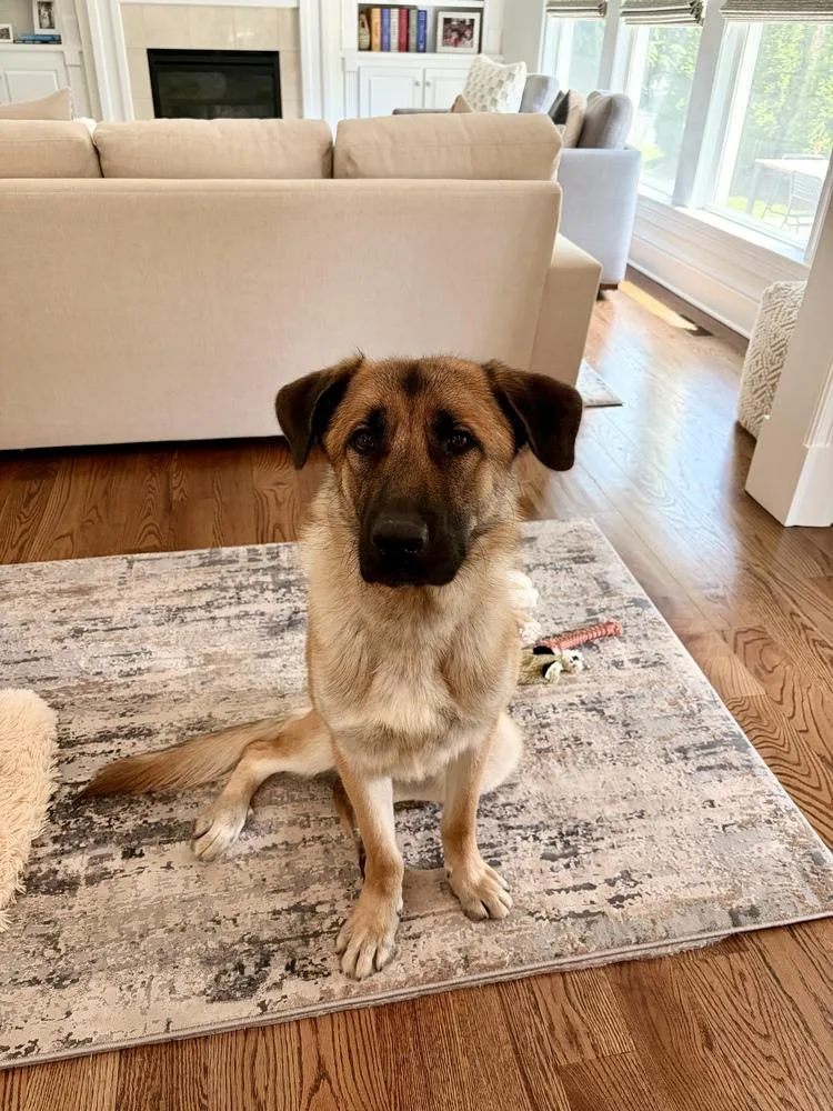 A young large-sized male Tricolor (Brown, Black, & White) German Shepherd Dog dog named Otis for adoption in Pasadena, CA