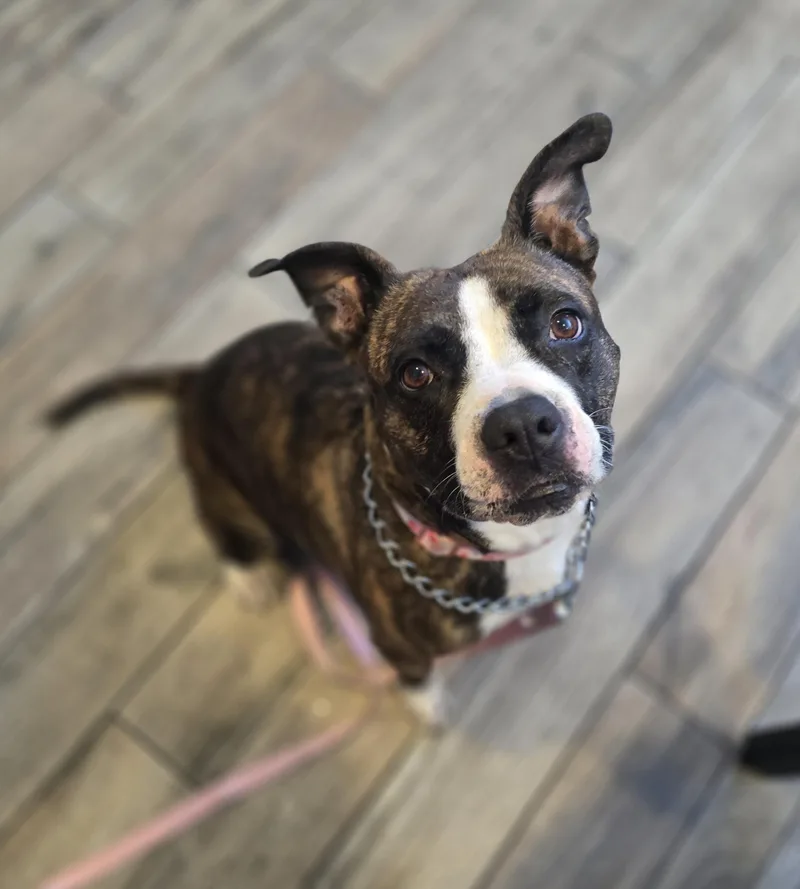 An adult medium-sized female Brindle Mixed Breed dog named Liberty for adoption in Margate, FL