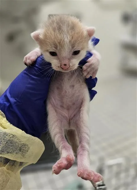A baby medium-sized female Domestic Short Hair cat named Bitty for adoption in Dallas, TX