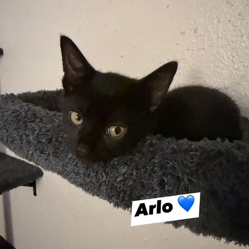 A baby small-sized male Black Domestic Short Hair cat named Arlo for adoption in Port Richey, FL