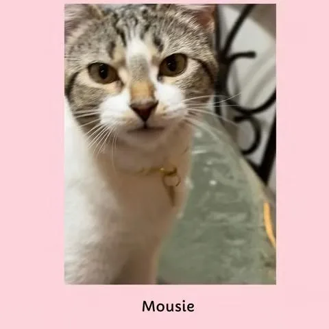 A young medium-sized female Tabby (Brown / Chocolate) Domestic Short Hair cat named Mousie for adoption in Mokena, IL
