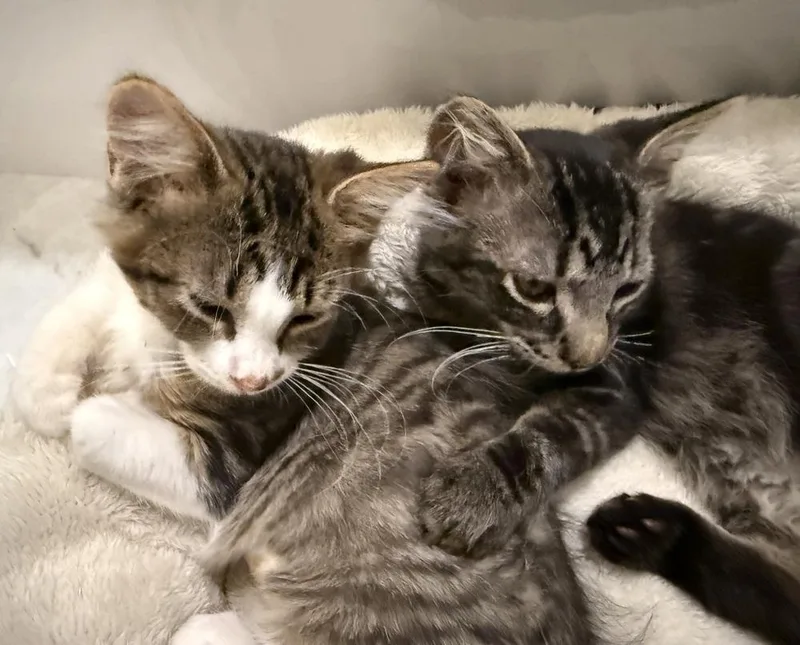 A baby medium-sized male Black & White / Tuxedo Domestic Medium Hair cat named Twain for adoption in Chicago, IL