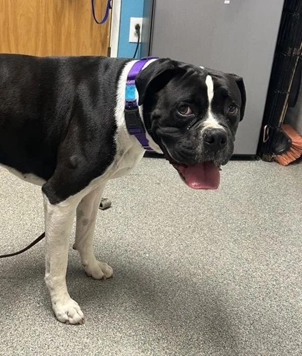 An adult large-sized male Boxer dog named Titan for adoption in Escondido, CA