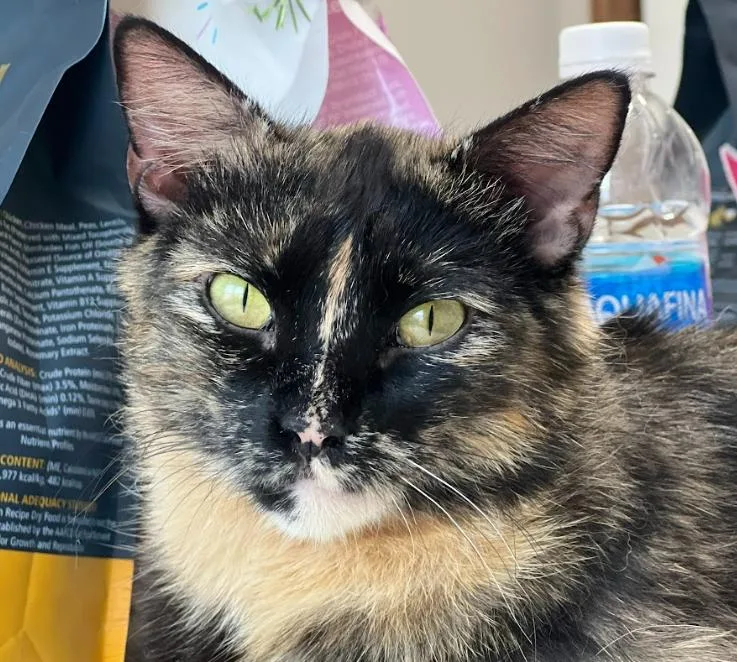 An adult medium-sized female Domestic Short Hair cat named Blair for adoption in Coralville, IA