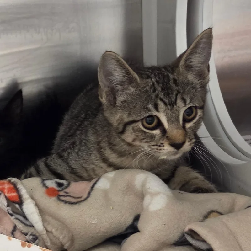 A baby small-sized female Gray / Blue / Silver Domestic Short Hair cat named Arti for adoption in Chattanooga, TN