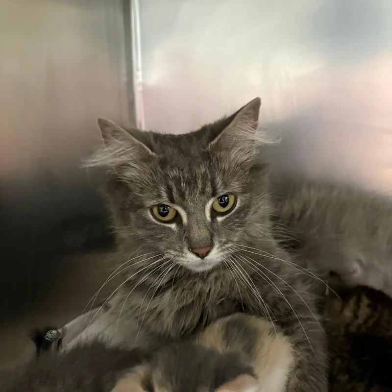An adult medium-sized female Gray / Blue / Silver Domestic Long Hair cat named Mama Sundae for adoption in Allentown, PA