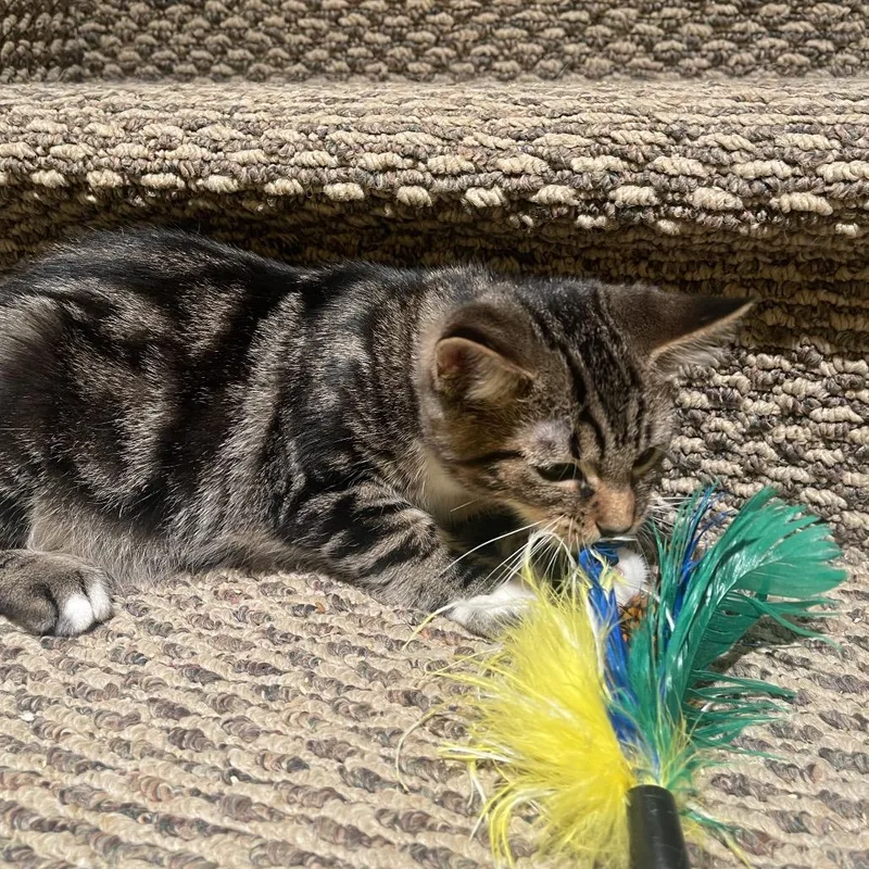 A baby small-sized male Brown / Chocolate Domestic Short Hair cat named Muskrat for adoption in Layton, UT