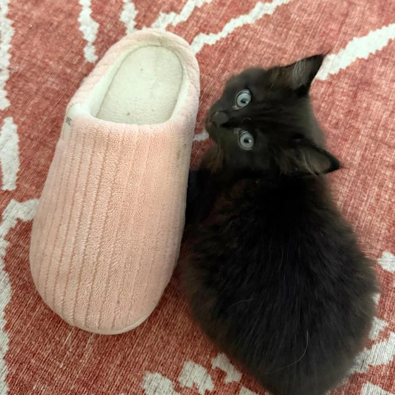 A baby medium-sized male Black Domestic Long Hair cat named Haiku for adoption in Mount Rainier, MD