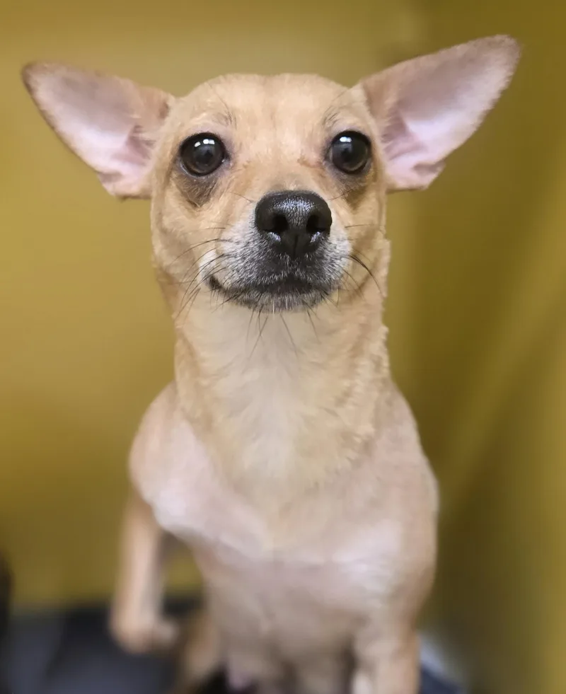 An adult small-sized female Chihuahua dog named Queenie for adoption in Los Angeles, CA