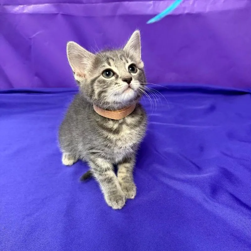 A baby small-sized female Gray / Blue / Silver Domestic Short Hair cat named Guinevere for adoption in North Myrtle Beach, SC