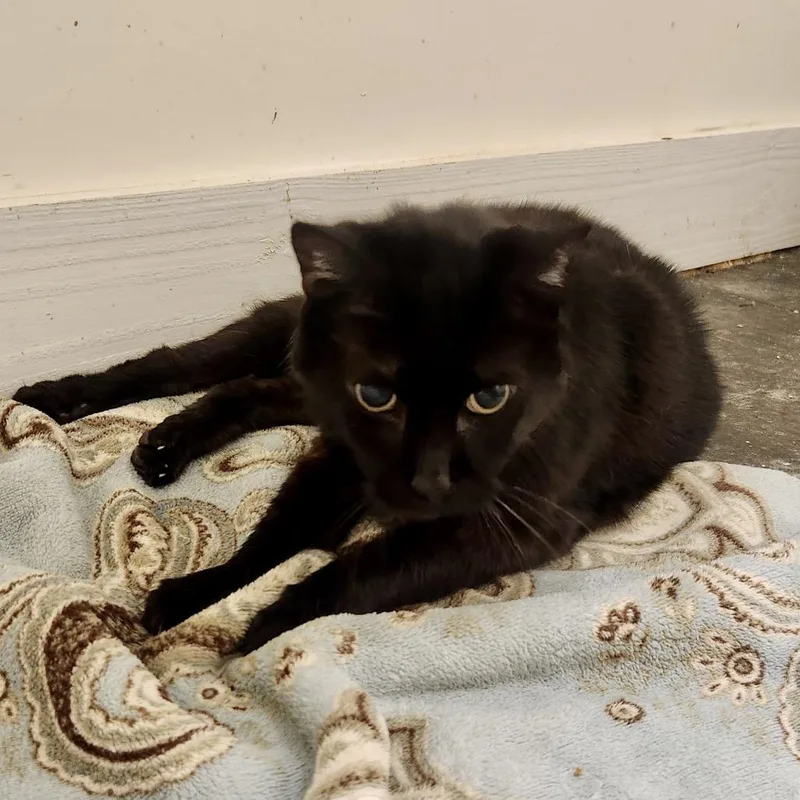 A senior large-sized male Domestic Short Hair cat named Brownie for adoption in Cumming, GA