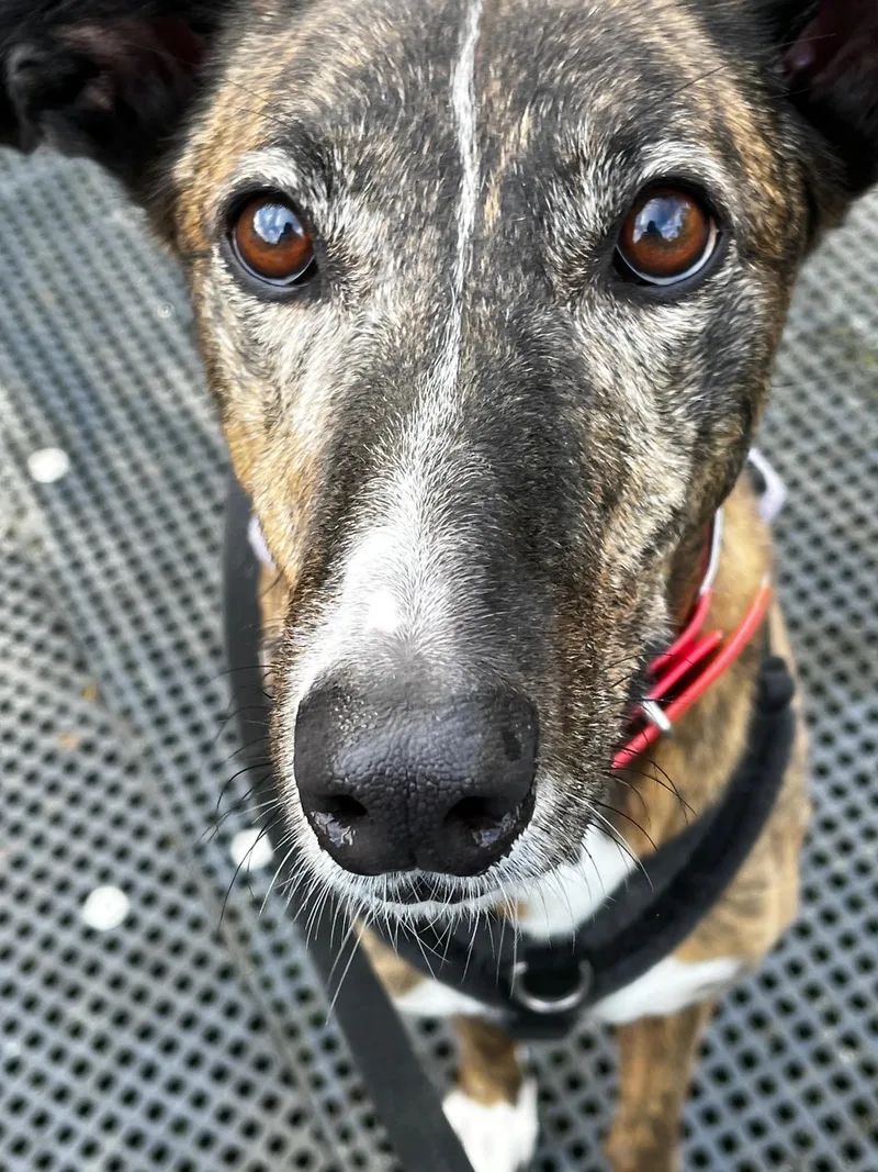 An adult large-sized female Greyhound dog named Annie for adoption in Woodinville, WA