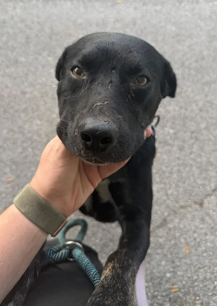 A young medium-sized male Black Labrador Retriever dog named Matteo for adoption in Lakeland, FL