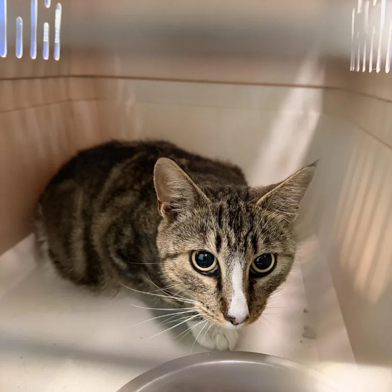 An adult medium-sized female Domestic Short Hair cat named Ma Lady for adoption in Columbus, NC