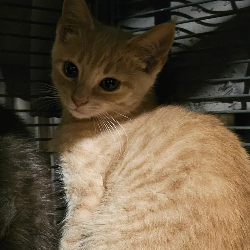 A baby small-sized male Buff / Tan / Fawn Domestic Short Hair cat named Zen Jr for adoption in Ringtown, PA
