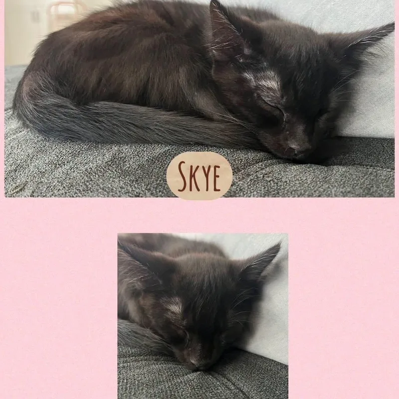 A baby small-sized female Black Domestic Short Hair cat named Skye for adoption in Orangevale, CA