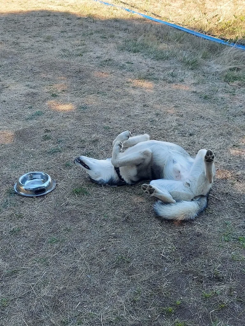 A young large-sized male Siberian Husky dog named Cedar for adoption in Woodland, WA