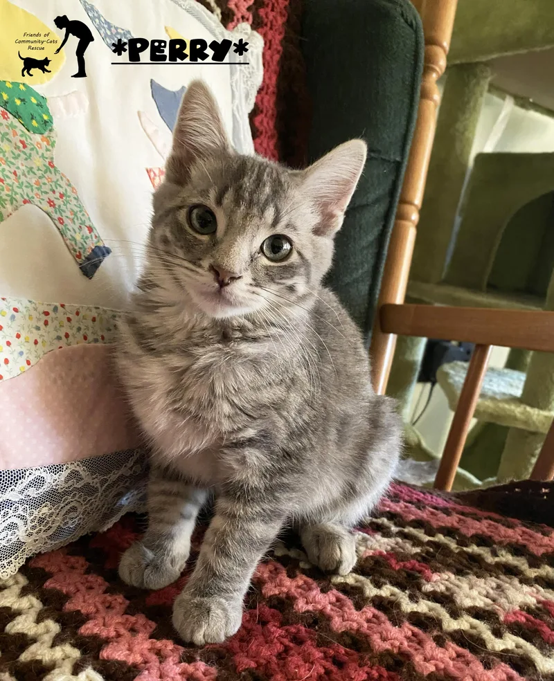 A baby small-sized female Tabby (Gray / Blue / Silver) Domestic Short Hair cat named Perry for adoption in Centerville, UT