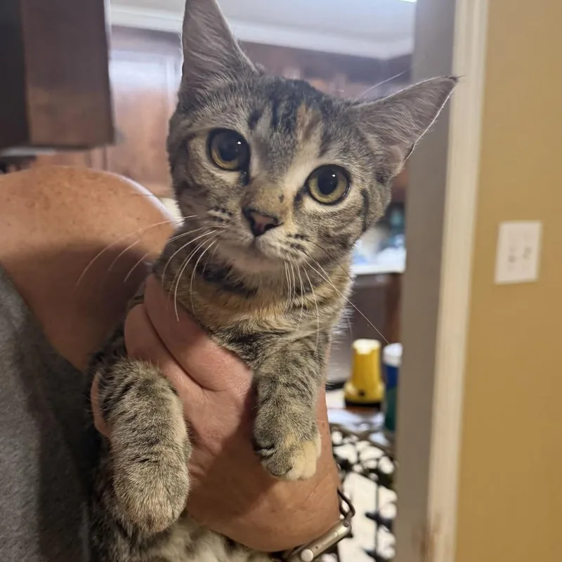 A baby small-sized female Domestic Short Hair cat named Sammie for adoption in Valdosta , GA