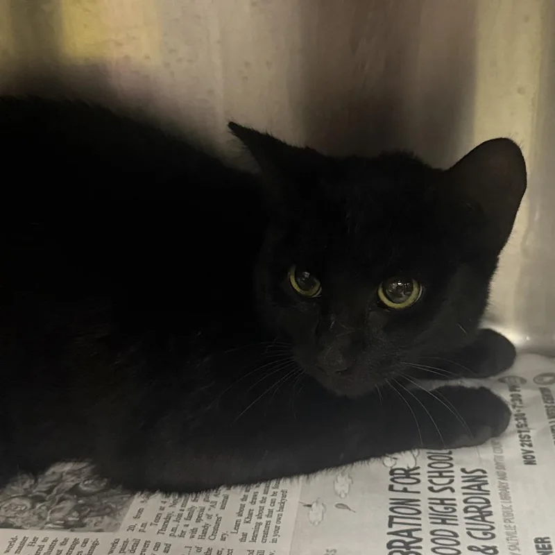 A young medium-sized female Black Domestic Short Hair cat named Grimoire for adoption in Marion, VA
