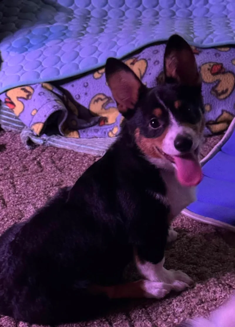 Bert thumbnail 2