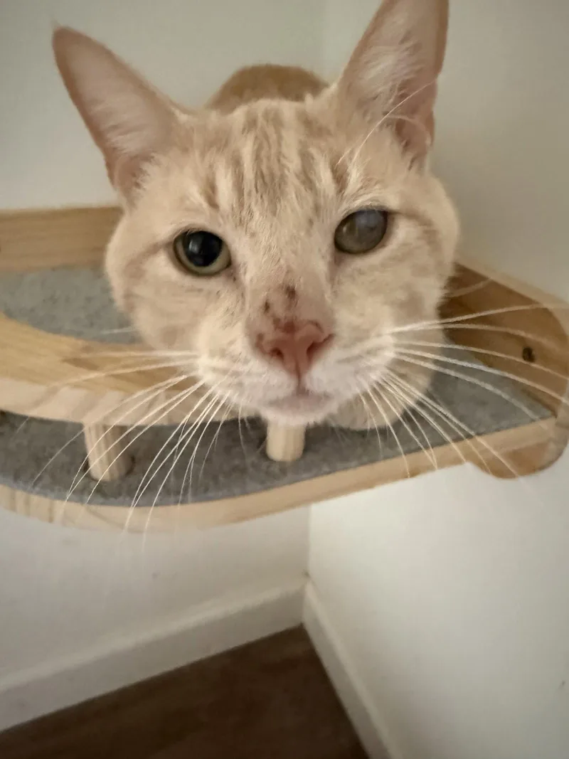 An adult medium-sized male Domestic Short Hair cat named JamesMeet at Petco in for adoption in Harrisburg, PA