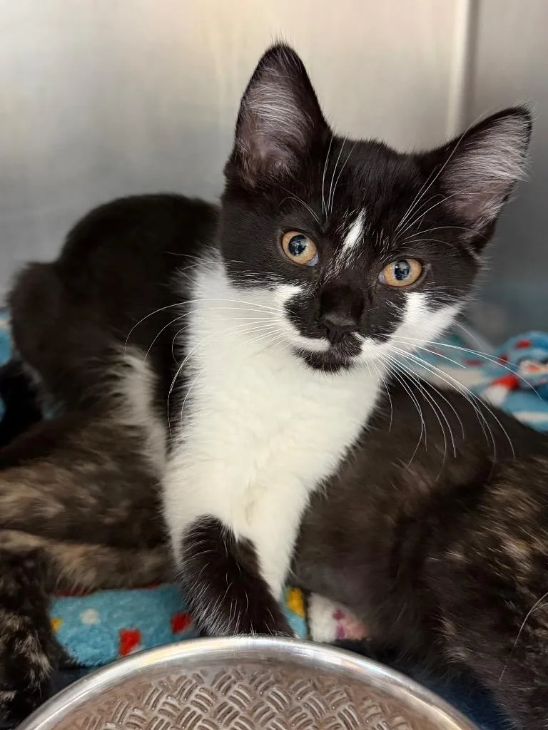 A baby medium-sized female Domestic Short Hair cat named Calf for adoption in Cincinnati, OH