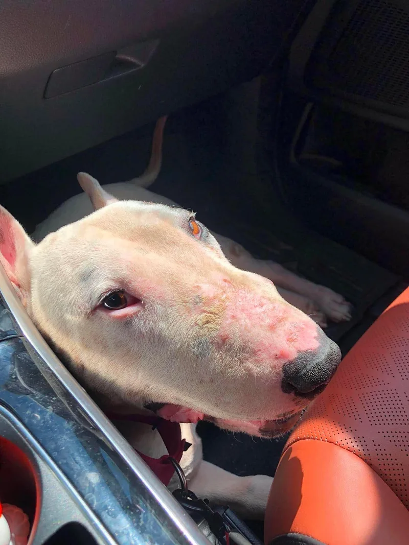 A senior large-sized male Bull Terrier dog named Bruno for adoption in New York, NY