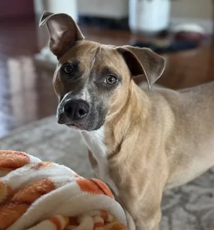 An adult medium-sized female Mixed Breed dog named Piranha for adoption in Covington, LA