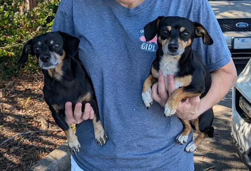 An adult small-sized female Chihuahua dog named Rosie for adoption in Stoughton, MA